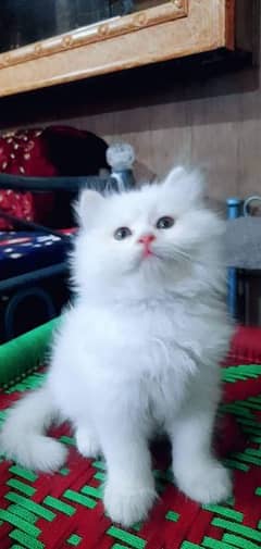 Persian Kitten Triple Coated Available for sale