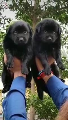 black German Shepherd double coat pair 2 month for sale