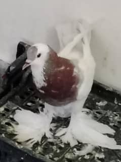 balloon pigeon female