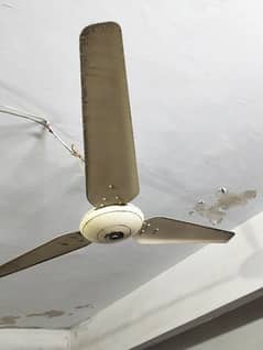 Ceiling Fan