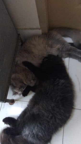 Persian cats pair (Black Panther Male, Grey Female Mantoo) 1