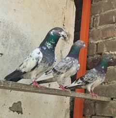 Breader pigeon kabootar for sale