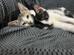 Pair of kittens looking for new parents