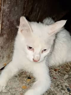 Persian Cat most demandable white and white eyes cat