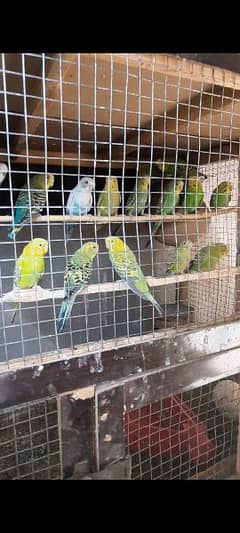 Australian parrot breeder Argent sale.