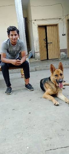 Dog 2 year garman shafad