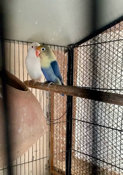 Albino Red Eye, Parblue, Sable 3