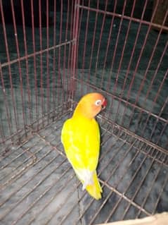 Lutino personata Split Red eye FEMALE for sale only 1 piece left!