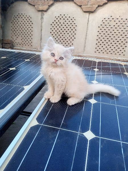 Persian Kittens - Triple Coated - Fawn Odd Eyes 3