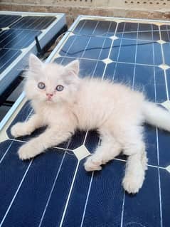 Persian Cute Kittens - Trained And Long Coated