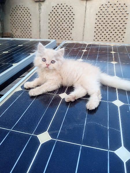 Persian Cute Kittens - Trained And Long Coated 2