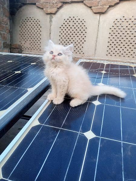 Persian Cute Kittens - Trained And Long Coated 3