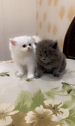 Persian kittens