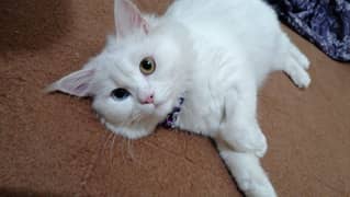 Turkish Angora rare eye color female cat trained