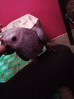 grey parrot for sell