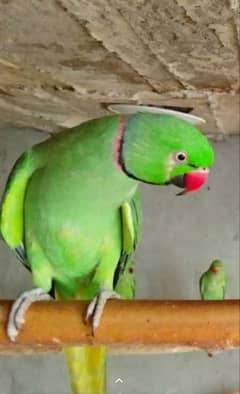 khaty parrot