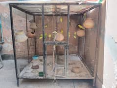 cage plus parrots