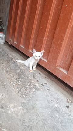 Russian Cat Double Coated Dual Eyes