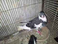 Gola pigeon 0