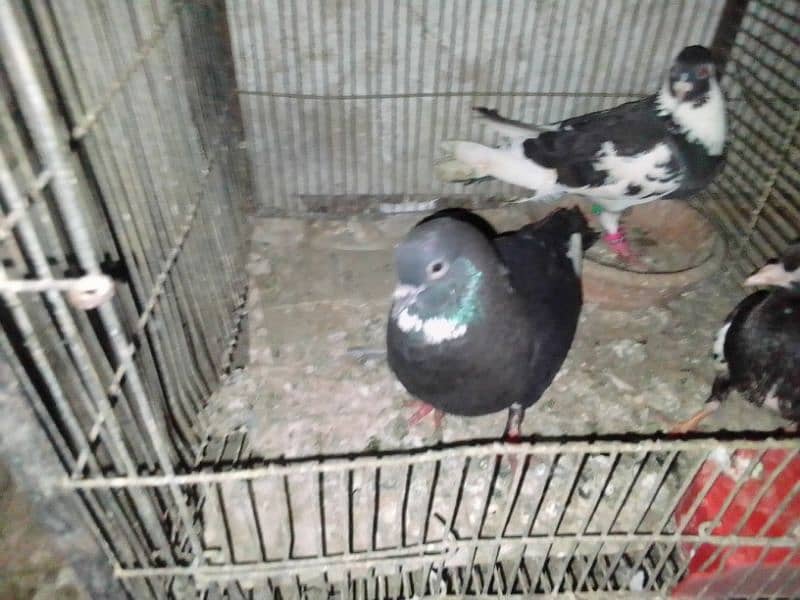 Gola pigeon 3