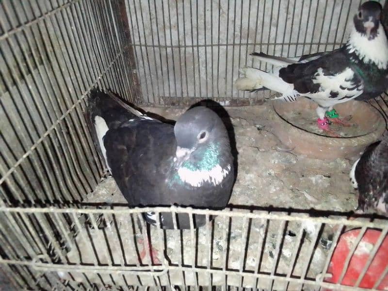 Gola pigeon 4