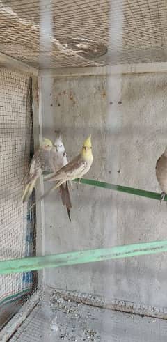 Cockatiel for Sale in Shorkot Cantt