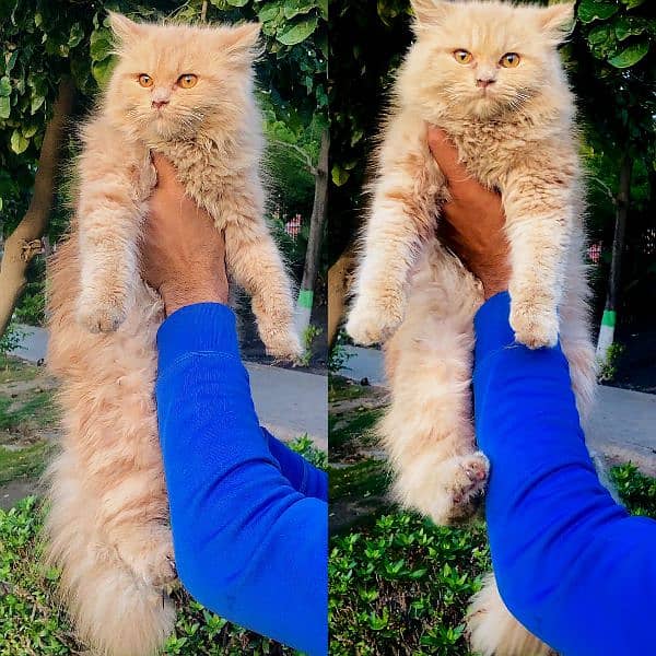 Persian Punch face triple coat cat Kitten 3