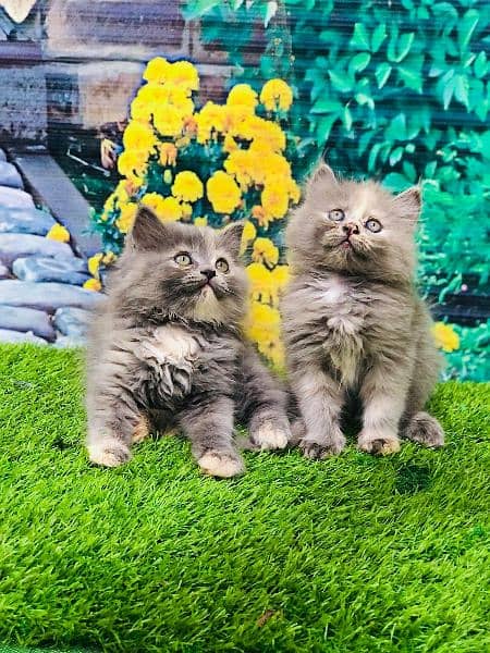 Persian Punch face triple coat cat Kitten 6