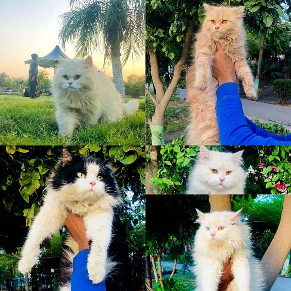 Persian Punch face triple coat cat Kitten 17