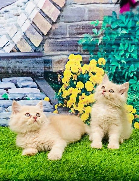 Persian Punch face triple coat cat Kitten 4