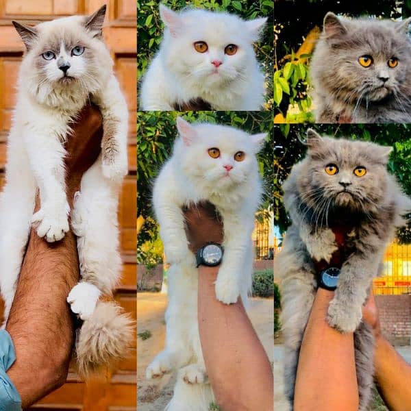 Persian Punch face triple coat cat Kitten 14