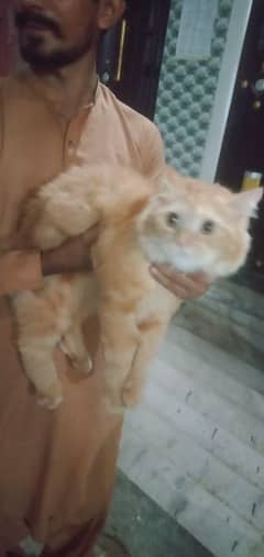 2 male cats Persian fluffy