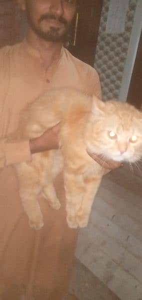 2 male cats Persian fluffy 4
