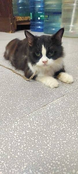 Persian cat beautiful color black and white 5