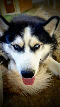 Siberian Husky Pair