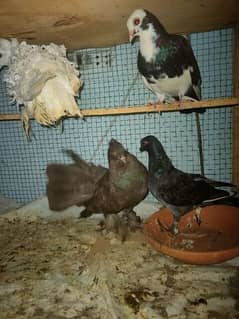 fancy pigeon for sell