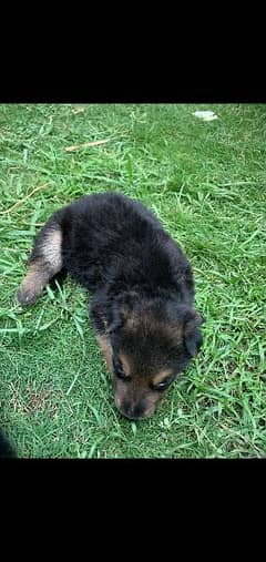 german shepherd with puppies long coat