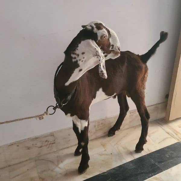 Desi Bakra 1