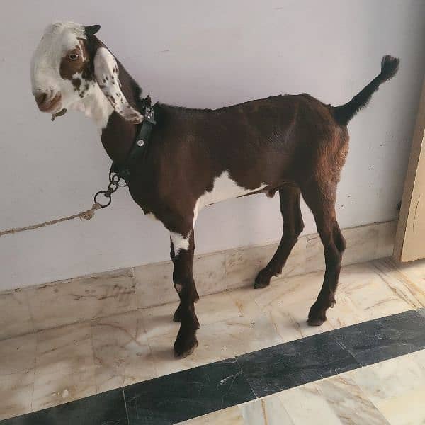 Desi Bakra 2