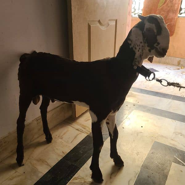 Desi Bakra 4