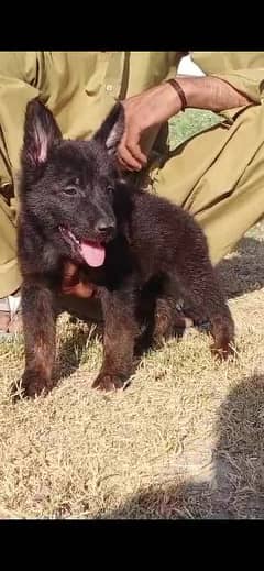 german shepherd double coat 2 month For sale