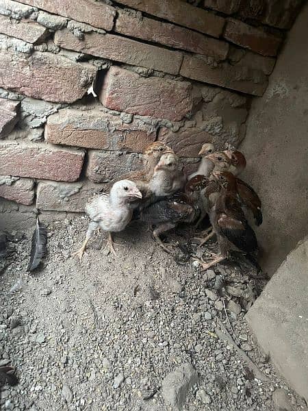 Aseel murgha and chicks Mianwali 2