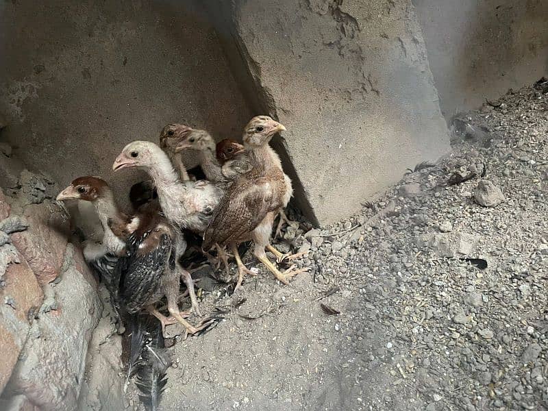 Aseel murgha and chicks Mianwali 8