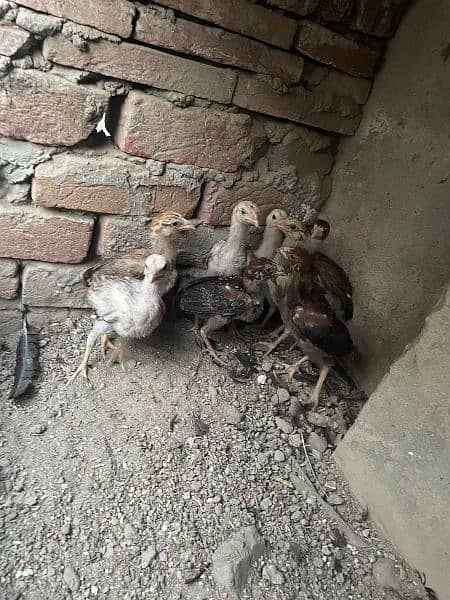 Aseel murgha and chicks Mianwali 9