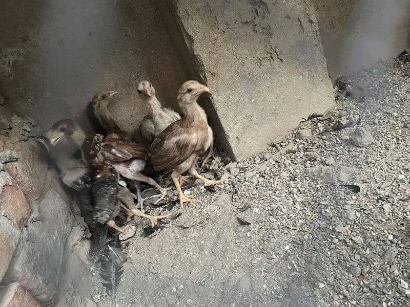 Aseel murgha and chicks Mianwali 11