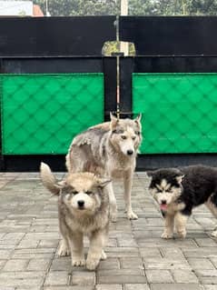 Siberian Husky puppies for sale