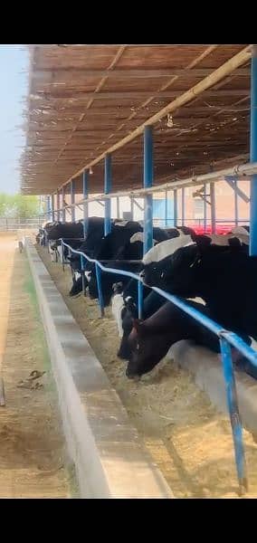 Cows and Buffs for sale in Faisalabad 1