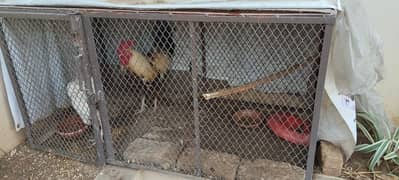 hens cage pinjra for sale