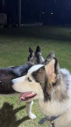 SIBERIAN HUSKY PAIR FOR SALE 0