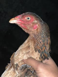 Aseel Hens family for Sale